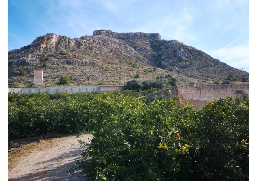 Nieruchomości w Hiszpanii industrialna działka z sadem pomarańczowym przy wjeździe do miasta Cullera